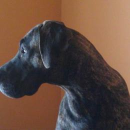 Great Dane Puppies from DaneDreams