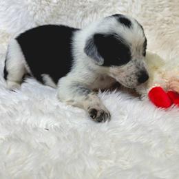 Josephine (Puppy 7 Female) - Tri-color female Border Collie puppy in Danielsville, Georgia from MABorderCollies