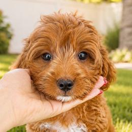Peanut - Red  male Goldendoodle puppy in Highland, Utah from Angel Pups Deluxe