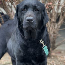 Impala - Labrador Retriever