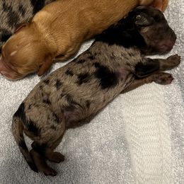 Sukis Red Male - Merle male Cavapoo puppy in Lavon, Texas from Magnolia Prairie Doodles