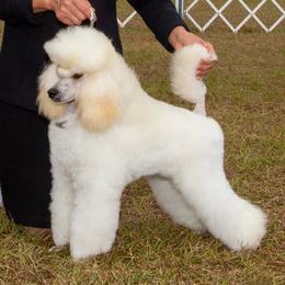 Zeke - Poodle