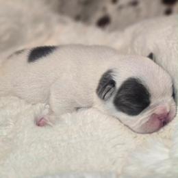 Cash - Blue male French Bulldog puppy in Waitts Lake, Washington from Best Friend standard Frenchies