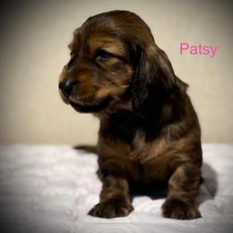 Patsy - Red female Dachshund puppy in Bluff City, Tennessee from Sidanelv Dachshunds