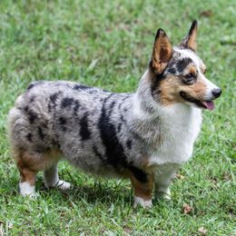 Miniature Australian Shepherds and Pembroke Welsh Corgis from Wild Stampede Aussies & Corgis