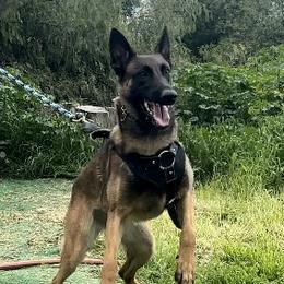 Tasha - Belgian Malinois