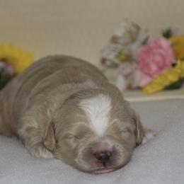 Australian Shepherd, Goldendoodle, and Poodle Puppies from 5AFarms