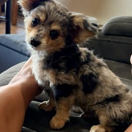 Dumbo - Blue merle male Pomeranian puppy in Amarillo, Texas from Panhandle Poms