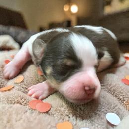 Titan - Parti male Miniature Schnauzer puppy in Kentucky from Mrs Bs Teeny Schnauzers & Doodles