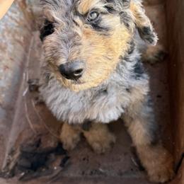 Saint Berdoodle Puppies from Badland St. Berdoodles LLC