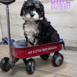 Raspberry - Tri-color female Bernedoodle puppy in Cambridge, Minnesota from Country Meadow Doodles