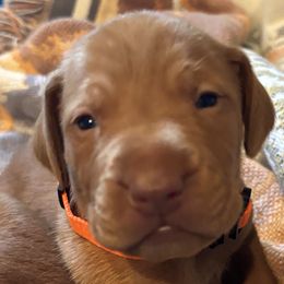 Vizsla puppies from Jackpot Vizsla
