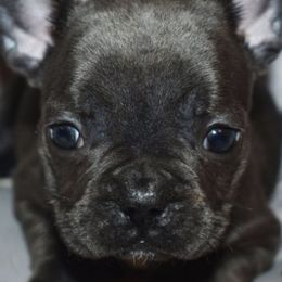 Dachshunds, French Bulldogs, Miniature Schnauzers, and Shih Tzus from 4J's Cajun Kennels