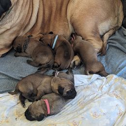 Girl 3 - Mastiff puppy in Strafford, Missouri from Hug-A-Mug Mastiffs