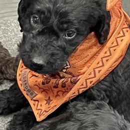 Labradoodle Puppies from Northwest Sporting Doodles