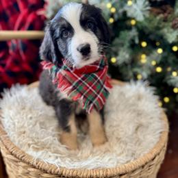 Assorted Doodle Crosses, Aussiedoodle, Australian Mountain Doodle, and Miniature Australian Shepherd Puppies from Aspen Mountain Doodles LLC