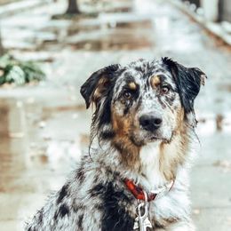 Australian Shepherds, Miniature Australian Shepherds, and Toy Australian Shepherds from Circle JTS Ranch