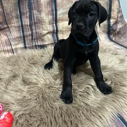 Teal Collar - Black female Cane Corso puppy in Fritch, Texas from Carrie Brown's Cane Corsos