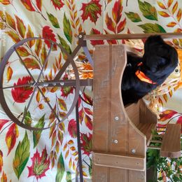 Miniature Schnauzer Puppies from Camp Creek Schnauzers