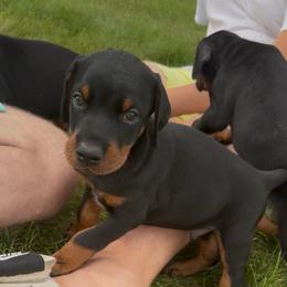 Rugby - Black and rust male Doberman Pinscher puppy in Peru, Indiana from De luxe dobermans