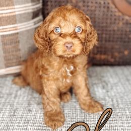 Cher - Red female Australian Labradoodle puppy in Decatur, Alabama from Southern Meadows Doodles