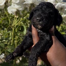 Gentleman - Black male Poodle puppy in Corona, California from Garden Of Poodles