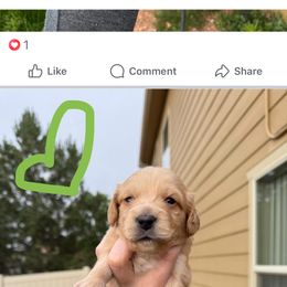 Dachshund Puppies from Sarah’s Dachshies