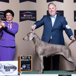 Weimaraners from Magic’s  Weimaraners