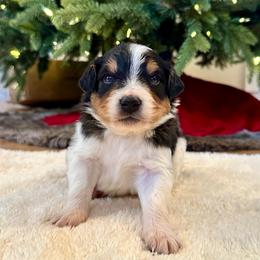 Tricolor with white underside - Tri-color male Bernedoodle puppy in Brooksville, Florida from Kruger Doodles