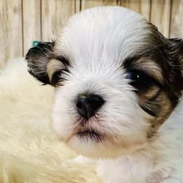 Shih Tzus from Tilly's Tiny Tots
