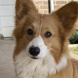 American Corgis and Pembroke Welsh Corgis from Velvet Corgis