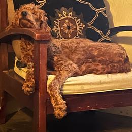 Magnolia - Goldendoodle