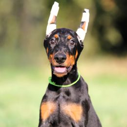 Missandei - Obedience and Crate Trained - Black and rust female Doberman Pinscher puppy in Rockwall, Texas from Elitehaus