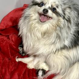 1 day old Blue Parti Boy - Blue parti male Pomeranian puppy in Madison, Ohio from PawSitive Therapy Pomeranians