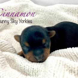 Cinnamon - Black and tan female Yorkshire Terrier puppy in Galesburg, Illinois from Sunny Sky Yorkies