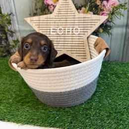 Echo - Piebald male Dachshund puppy in Lakeland, Florida from Cynthia’s Royal Dachshunds