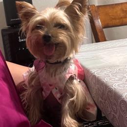Yorkshire Terrier puppies from Lala’s Pups