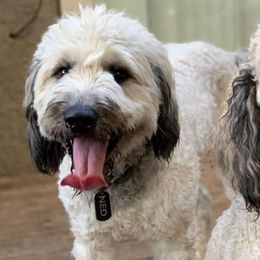 Golden Aussiedoodles, Goldendoodles, and Poodles from Doodles and Poodles Naturally