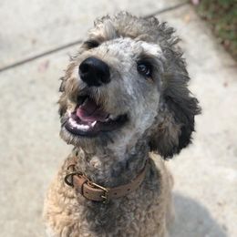 Goldendoodle and Poodle All Grown Up from Bama Bred Doodles