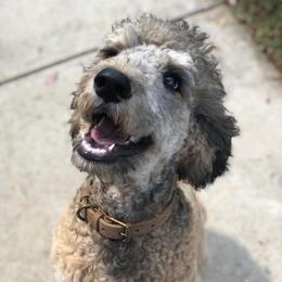 Goldendoodle and Poodle All Grown Up from Bama Bred Doodles