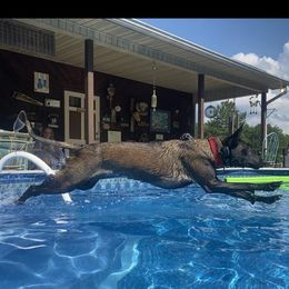 Belgian Malinois from E-Quality Kennels