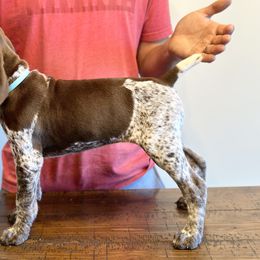 German Shorthaired Pointer, Labrador Retriever, and Working Cross Puppies from Upland Valley Kennels