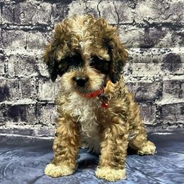 Chandler - Brown white and tan male Cockapoo puppy in Lancaster, Missouri from Cavapoo Acres
