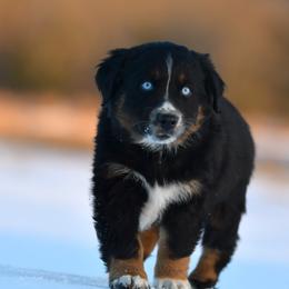 Will - Black tri male Miniature Australian Shepherd puppy in Hartman, Arkansas from Southern Edition Aussies