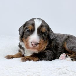 Ash - Blue merle male Bernedoodle puppy in Fleming, Colorado from Vandenbark Doodles