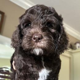 London - Chocolate female Australian Labradoodle puppy in Chuluota, Florida from Delano Australian Labradoodles