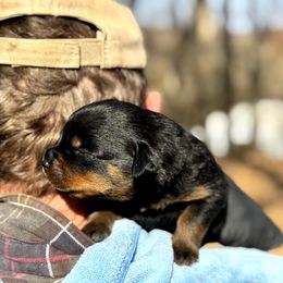 Rottweiler Puppies from Vom Bruderhof Rottweilers