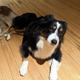 Bronco - Miniature Australian Shepherd