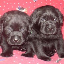 Labrador Retriever Puppies from Lorlyn Labradors