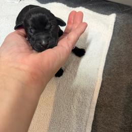 Gator in Green - Black male Labrador Retriever puppy in Elloree, South Carolina from Moonlight Kennels LLC